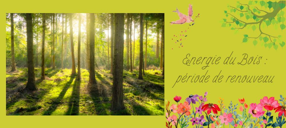 You are currently viewing Energie du bois – période de renouveau